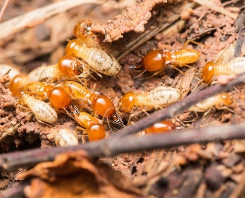 Termite Inspection